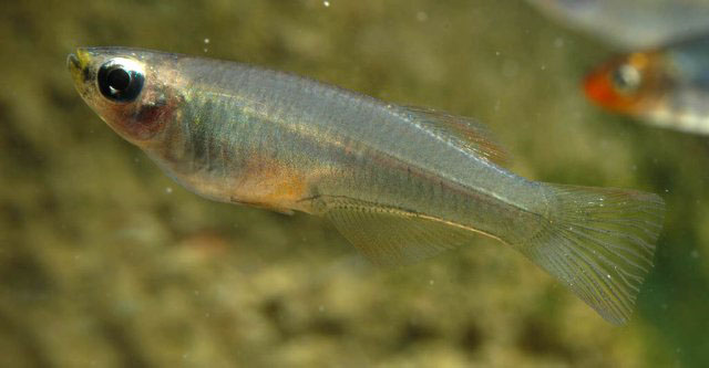 Plataplochilus ngaensis