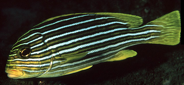 Plectorhinchus polytaenia