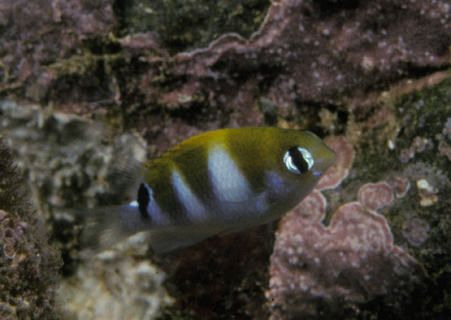 Plectroglyphidodon sagmarius