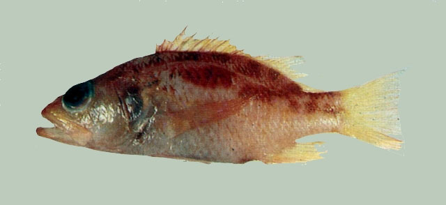 Plectranthias whiteheadi