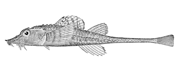 Podothecus accipenserinus