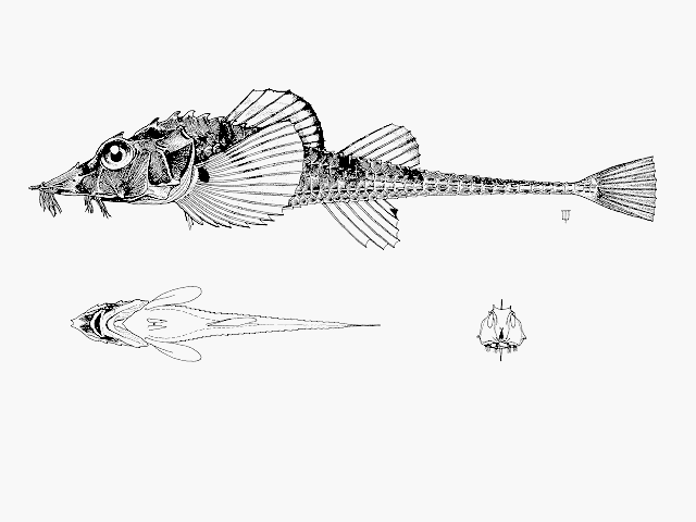 Podothecus accipenserinus