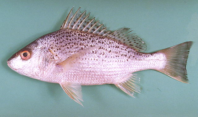 Pomadasys argenteus