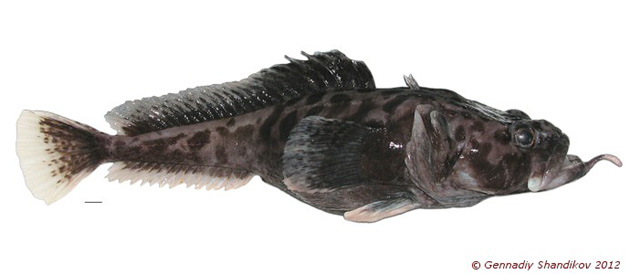 Pogonophryne brevibarbata