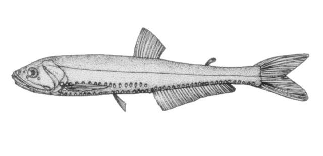 Polymetme corythaeola