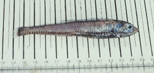 Polymetme corythaeola