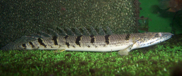 Polypterus delhezi