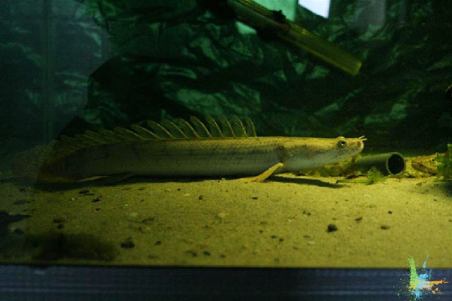 Polypterus congicus