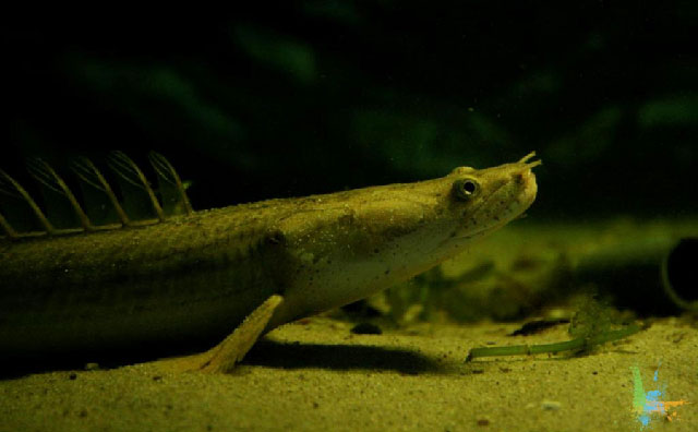 Polypterus congicus