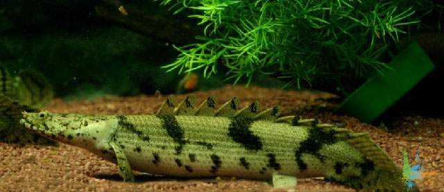 Polypterus endlicherii