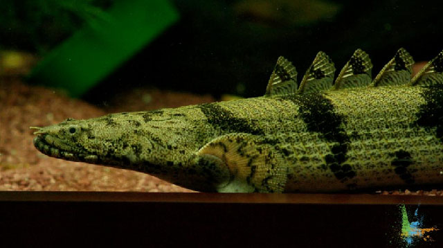 Polypterus endlicherii