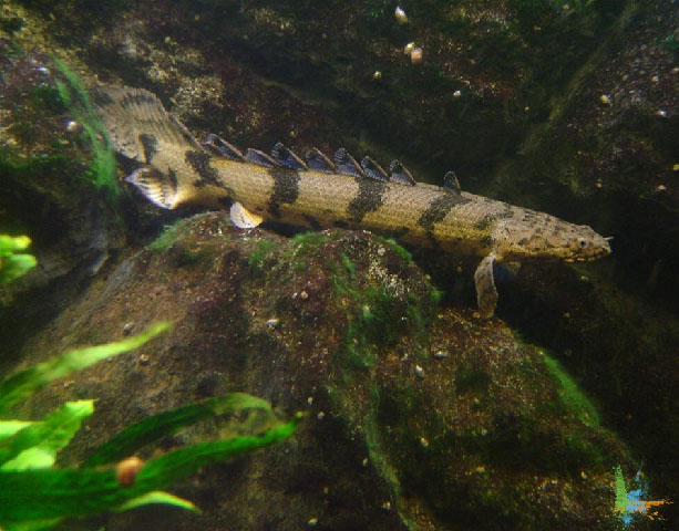 Polypterus endlicherii