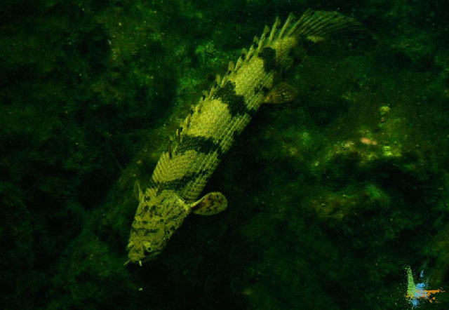 Polypterus endlicherii