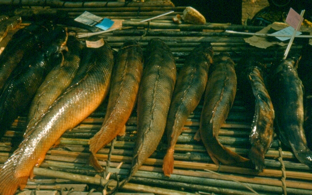 Polypterus congicus