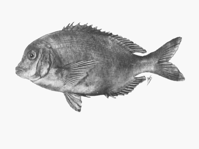 Polyamblyodon germanum