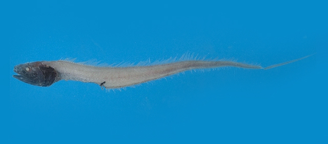 Porogadus guentheri