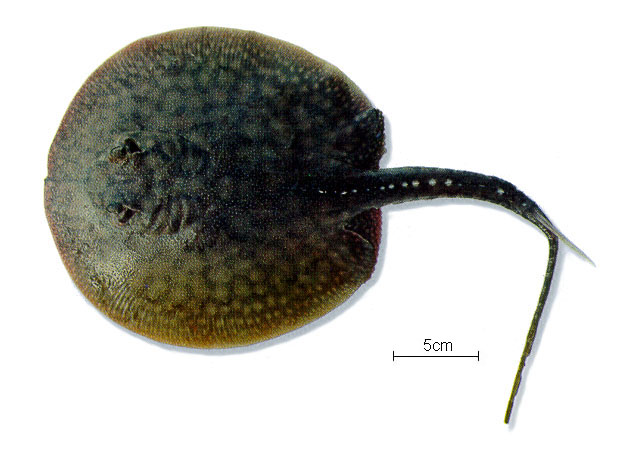 Potamotrygon histrix