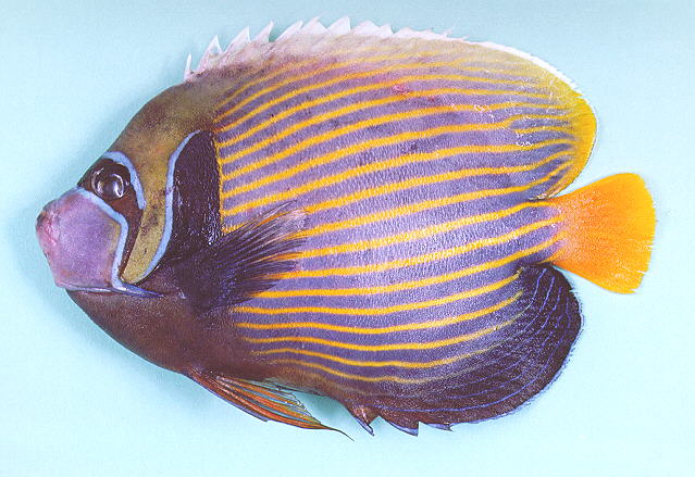 Pomacanthus imperator