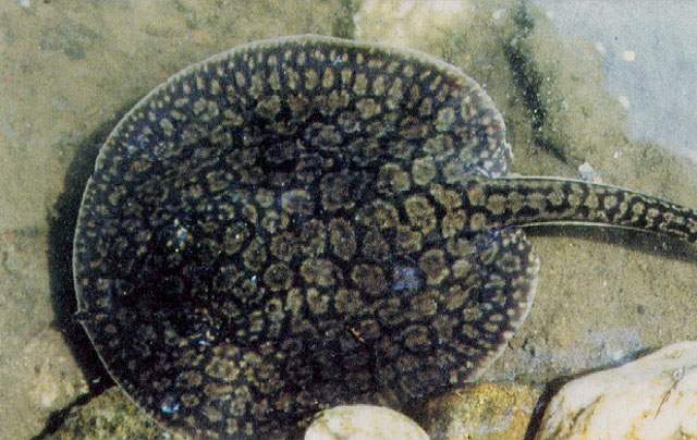 Potamotrygon magdalenae