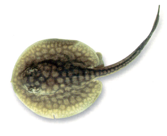 Potamotrygon magdalenae