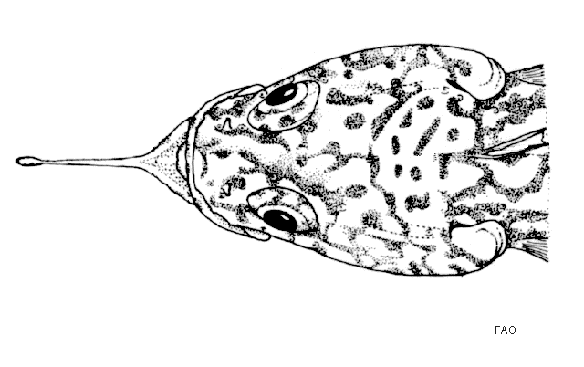 Pogonophryne mentella