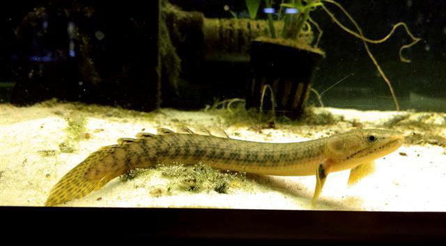 Polypterus retropinnis