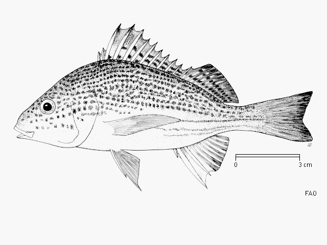 Pomadasys multimaculatus