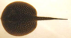 Potamotrygon orbignyi