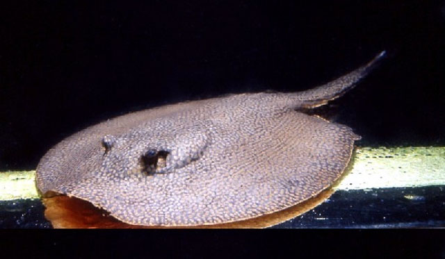 Potamotrygon orbignyi