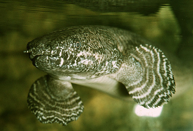 Polypterus ornatipinnis