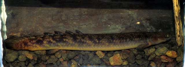 Polypterus palmas