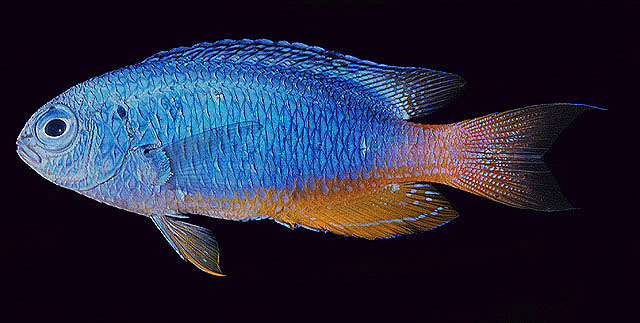 Pomacentrus pavo