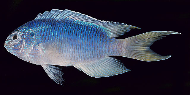 Pomacentrus pavo