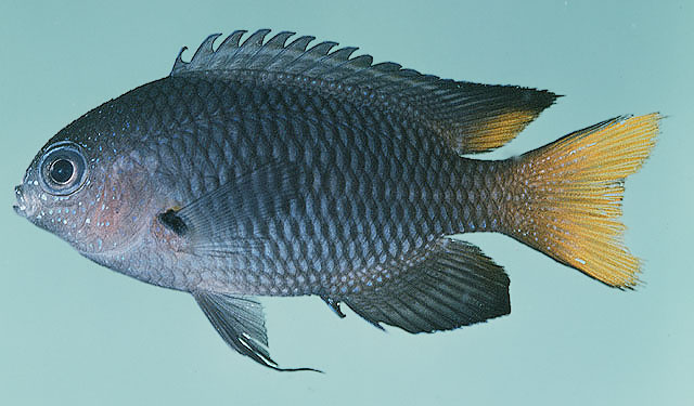 Pomacentrus philippinus