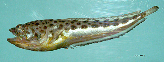 Porichthys plectrodon