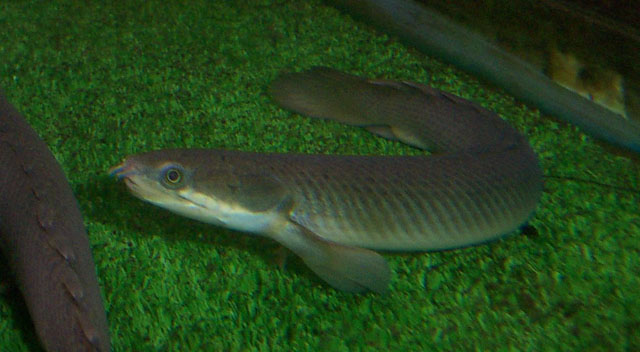 Polypterus senegalus