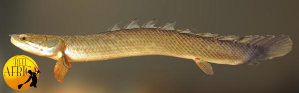 Polypterus senegalus