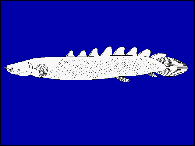 Polypterus senegalus