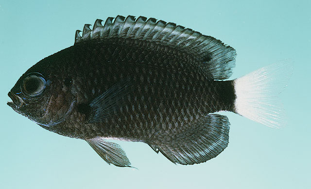 Pomacentrus trichrourus