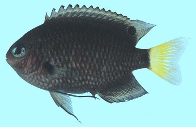 Pomacentrus trichrourus