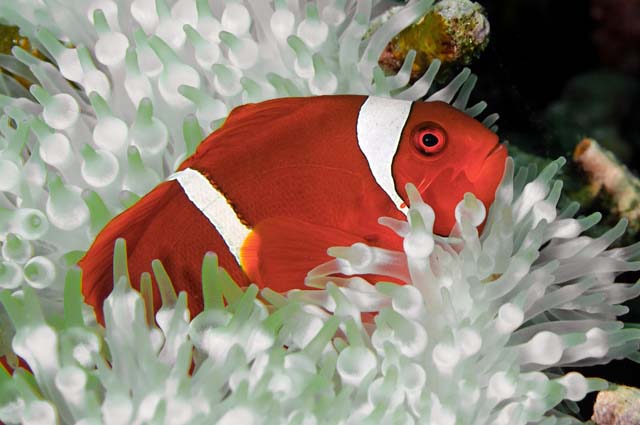 Amphiprion biaculeatus