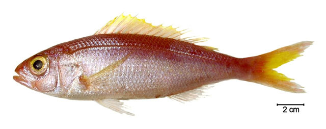 Pristipomoides freemani