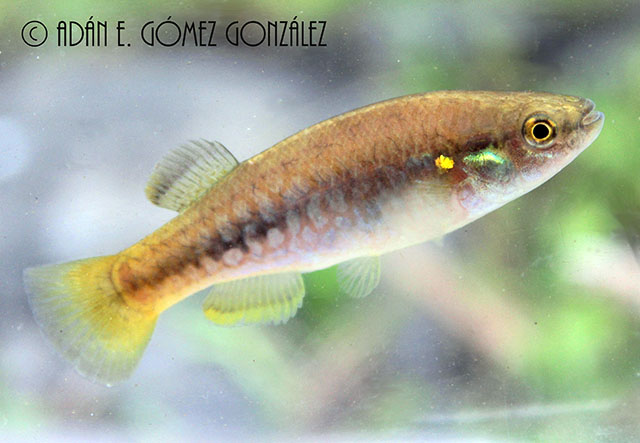 Profundulus guatemalensis