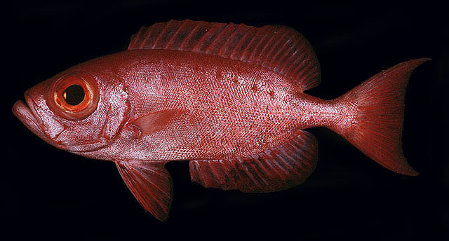 Priacanthus hamrur