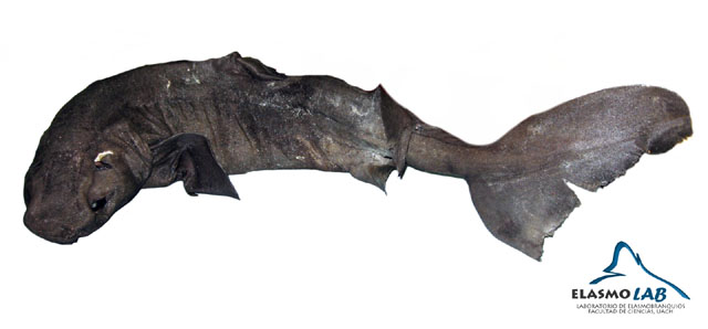 Scymnodon macracanthus