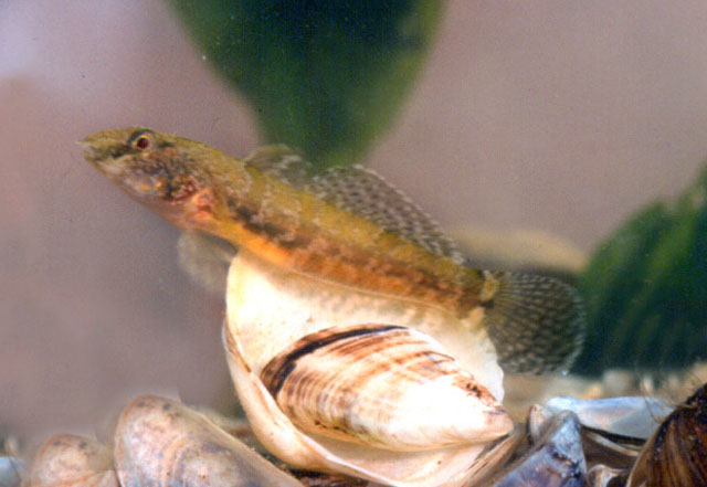 Proterorhinus marmoratus