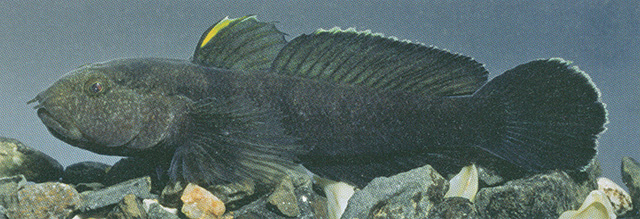 Proterorhinus nasalis