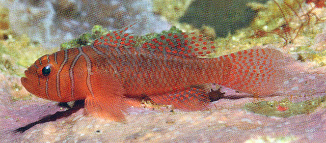 Priolepis nuchifasciata