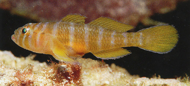 Priolepis pallidicincta