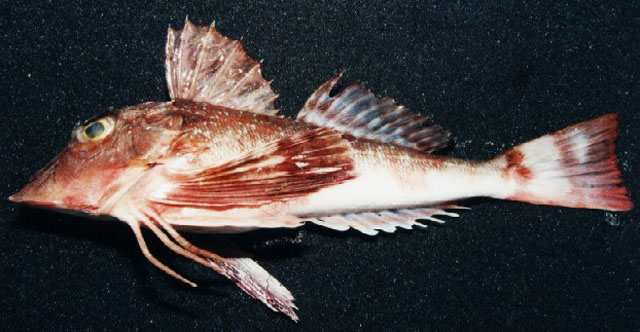 Prionotus punctatus